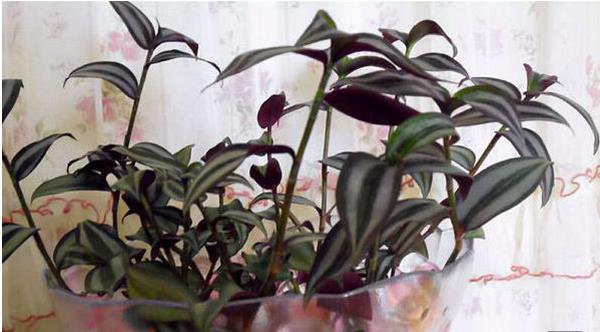 吊竹梅可以水培嗎 吊竹梅家庭水培養(yǎng)殖方法