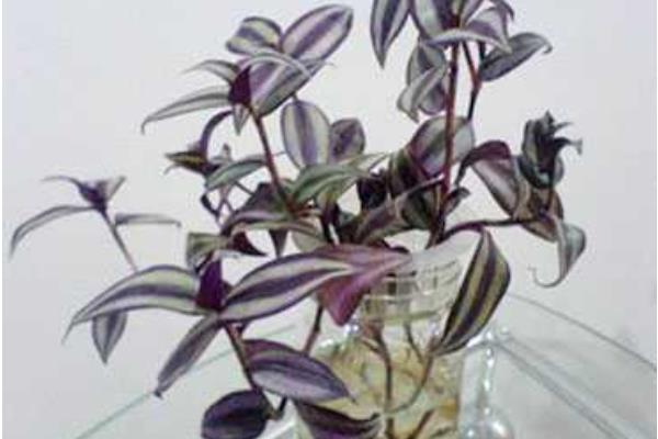吊竹梅可以水培嗎 吊竹梅家庭水培養(yǎng)殖方法