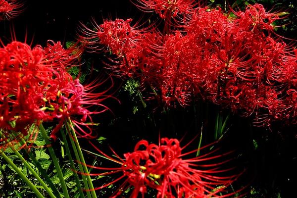 曼陀羅和彼岸的區(qū)別是什么 盆栽曼陀羅怎么養(yǎng)護(hù)