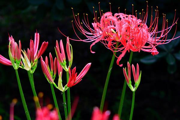 曼陀羅和彼岸的區(qū)別是什么 盆栽曼陀羅怎么養(yǎng)護(hù)