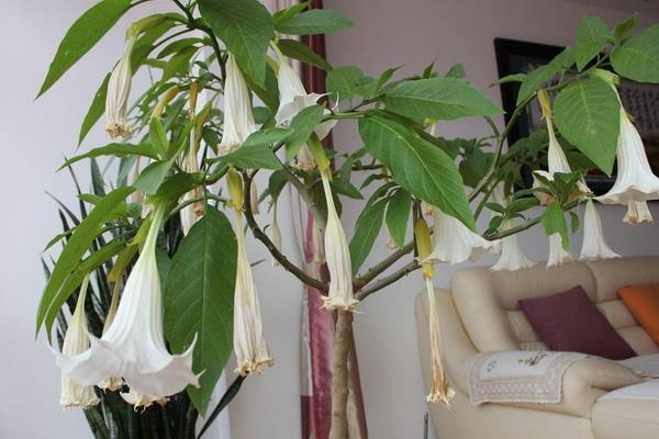 曼陀羅和彼岸的區(qū)別是什么 盆栽曼陀羅怎么養(yǎng)護(hù)