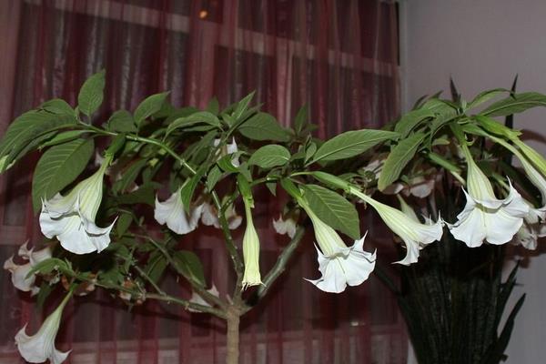 曼陀羅和彼岸的區(qū)別是什么 盆栽曼陀羅怎么養(yǎng)護(hù)