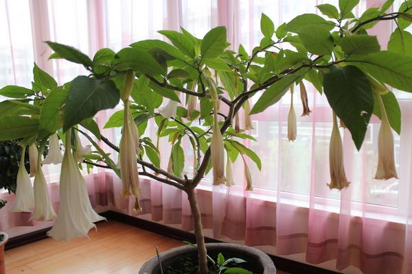 曼陀羅和彼岸的區(qū)別是什么 盆栽曼陀羅怎么養(yǎng)護(hù)