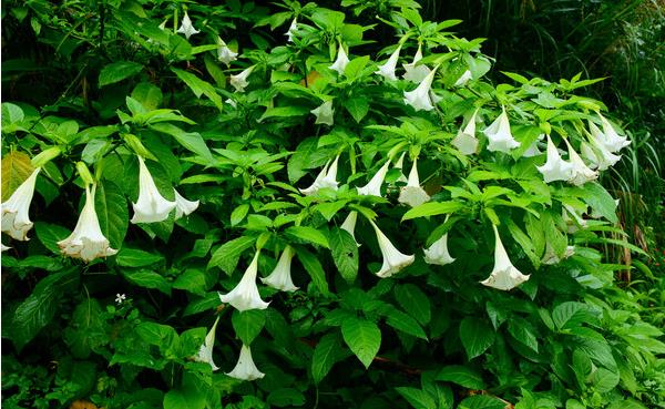 曼陀羅有毒嗎 曼陀羅中毒的處理方法