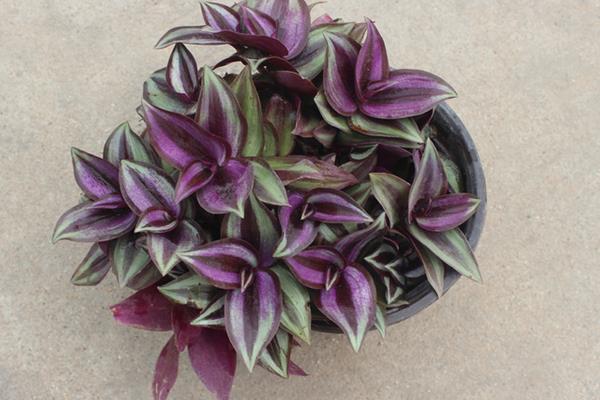 吊竹梅吸甲醛嗎 吊竹梅開花嗎