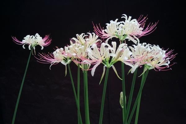 曼陀羅花功效與作用及禁忌 曼陀羅花的藥用價值