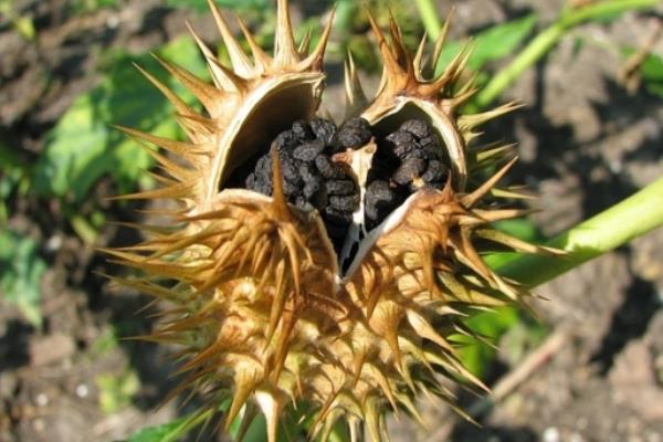 曼陀羅種子市場價格多少錢一斤 曼陀羅的生長環境及分布