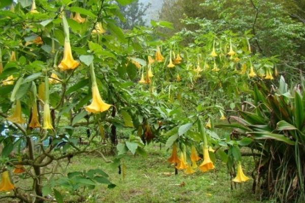 曼陀羅種子市場(chǎng)價(jià)格多少錢一斤 曼陀羅的生長(zhǎng)環(huán)境及分布