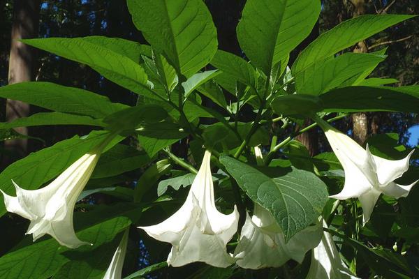 曼陀羅種子市場(chǎng)價(jià)格多少錢一斤 曼陀羅的生長(zhǎng)環(huán)境及分布