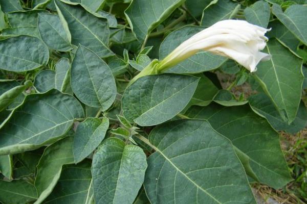 曼陀羅種子市場(chǎng)價(jià)格多少錢一斤 曼陀羅的生長(zhǎng)環(huán)境及分布