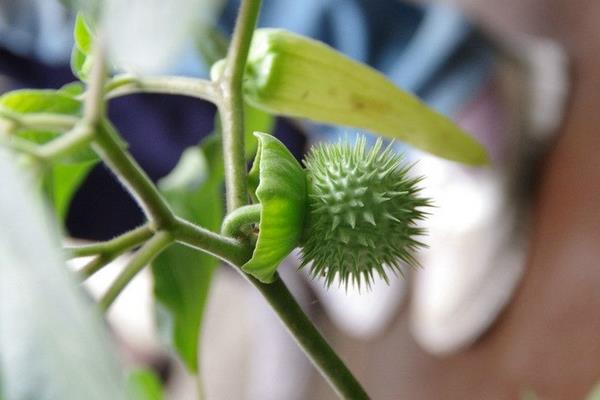 曼陀羅種子市場(chǎng)價(jià)格多少錢一斤 曼陀羅的生長(zhǎng)環(huán)境及分布