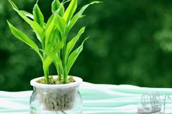 富貴竹吸收甲醛嗎 家里養(yǎng)富貴竹對(duì)風(fēng)水的好處