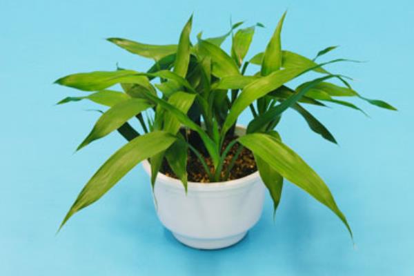 富貴竹吸收甲醛嗎 家里養(yǎng)富貴竹對(duì)風(fēng)水的好處