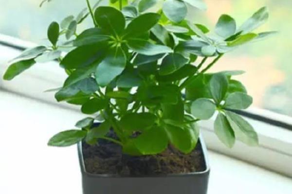 富貴竹吸收甲醛嗎 家里養(yǎng)富貴竹對(duì)風(fēng)水的好處