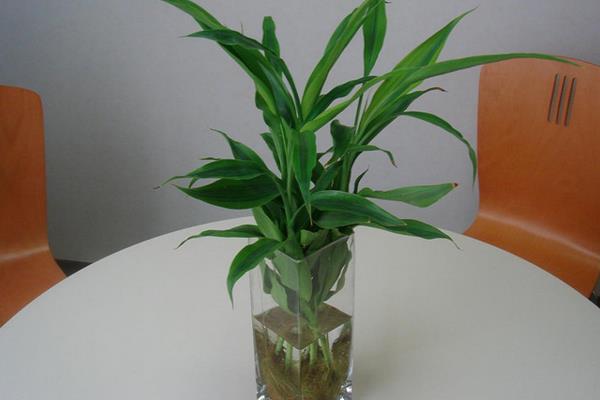 富貴竹吸收甲醛嗎 家里養(yǎng)富貴竹對(duì)風(fēng)水的好處