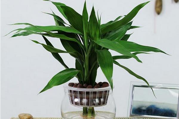 富貴竹吸收甲醛嗎 家里養(yǎng)富貴竹對(duì)風(fēng)水的好處