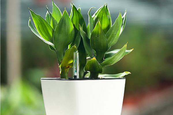 富貴竹盆栽養(yǎng)殖方法 養(yǎng)富貴竹注意事項(xiàng)