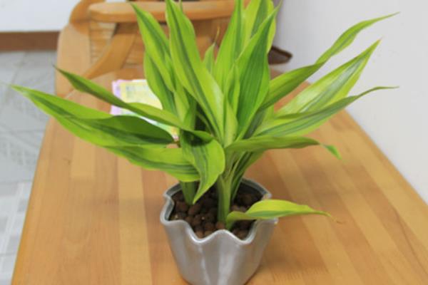 富貴竹葉子發(fā)黃怎么辦 富貴竹焉了的原因及解決方法