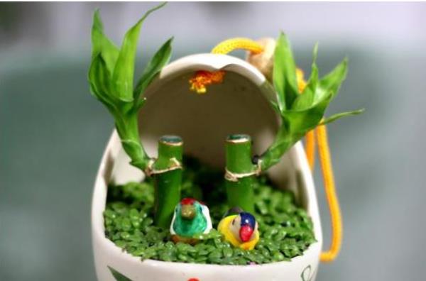 富貴竹和發(fā)財(cái)竹的區(qū)別是什么 富貴竹的生長(zhǎng)習(xí)性