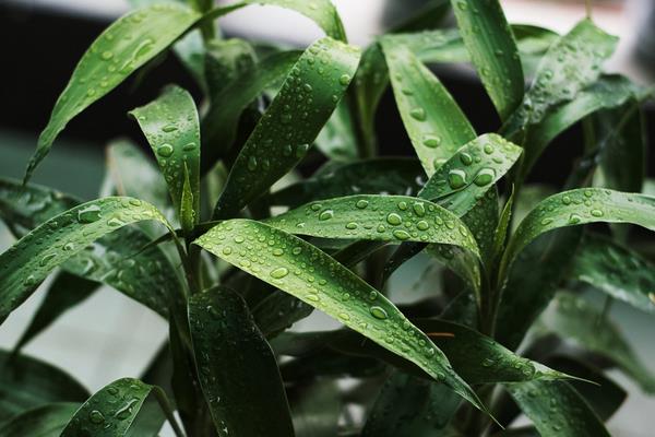 富貴竹和發財竹的區別是什么 富貴竹的生長習性