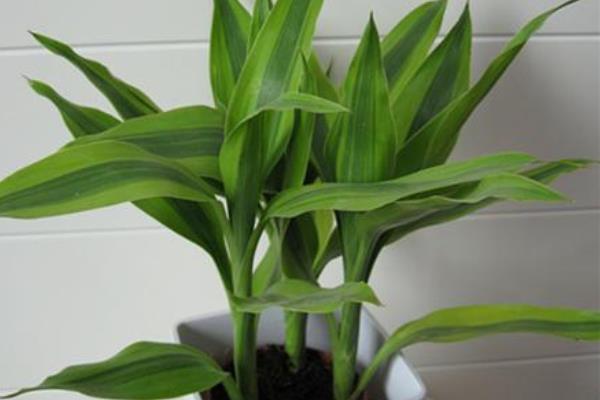 富貴竹和發財竹的區別是什么 富貴竹的生長習性