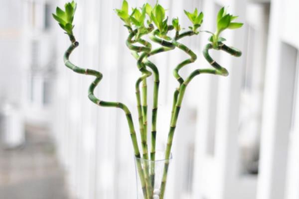 富貴竹和發財竹的區別是什么 富貴竹的生長習性