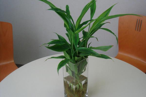 富貴竹和發財竹的區別是什么 富貴竹的生長習性