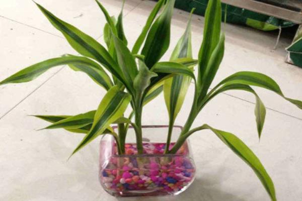 富貴竹營養(yǎng)液的使用方法 富貴竹怎么水培