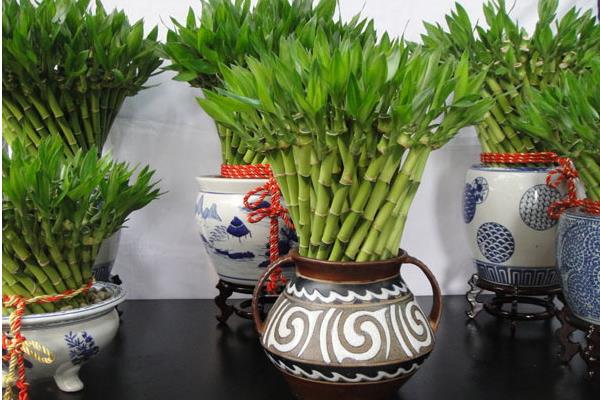 富貴竹可以盆栽嗎 富貴竹盆景怎么制作好看