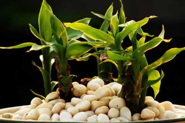 富貴竹可以盆栽嗎 富貴竹盆景怎么制作好看