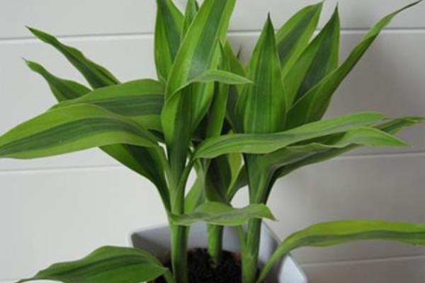 富貴竹可以盆栽嗎 富貴竹盆景怎么制作好看