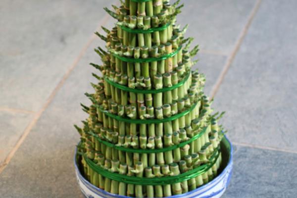 富貴竹可以盆栽嗎 富貴竹盆景怎么制作好看