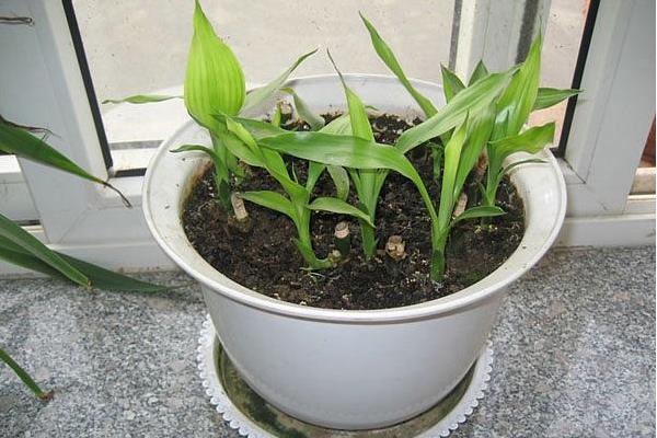 富貴竹可以盆栽嗎 富貴竹盆景怎么制作好看