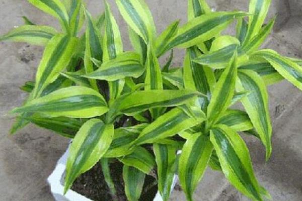 富貴竹可以盆栽嗎 富貴竹盆景怎么制作好看