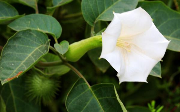 曼陀羅和彼岸的區(qū)別是什么 盆栽曼陀羅怎么養(yǎng)護(hù)