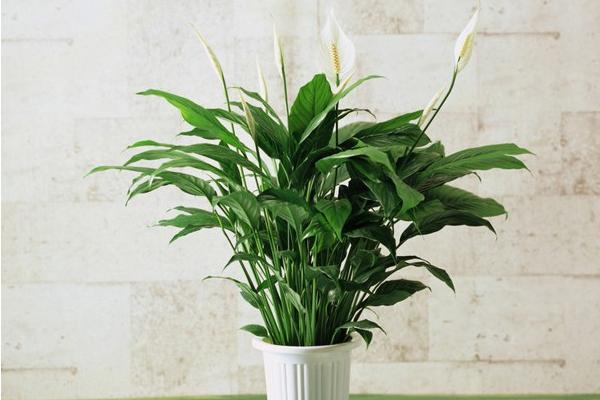 白掌市場價格多少錢一盆 白掌的栽培技術