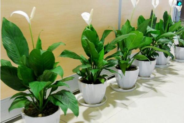 白掌市場價格多少錢一盆 白掌的栽培技術