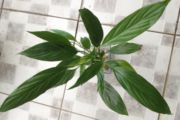 白掌市場價格多少錢一盆 白掌的栽培技術