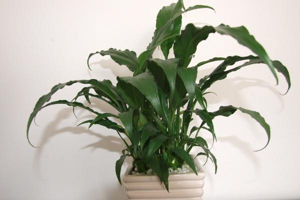 白掌市場價格多少錢一盆 白掌的栽培技術