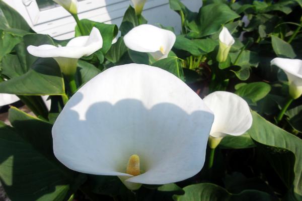 白掌市場價格多少錢一盆 白掌的栽培技術