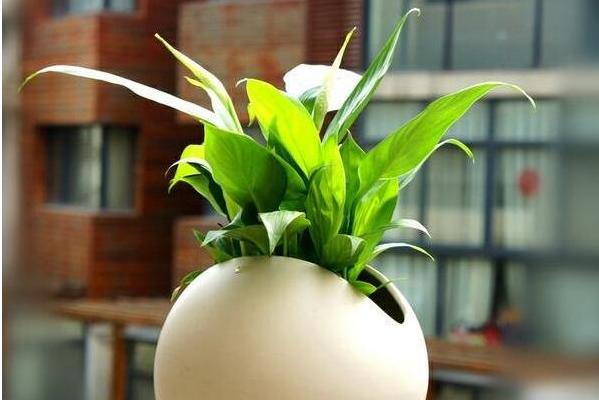 白掌市場價格多少錢一盆 白掌的栽培技術