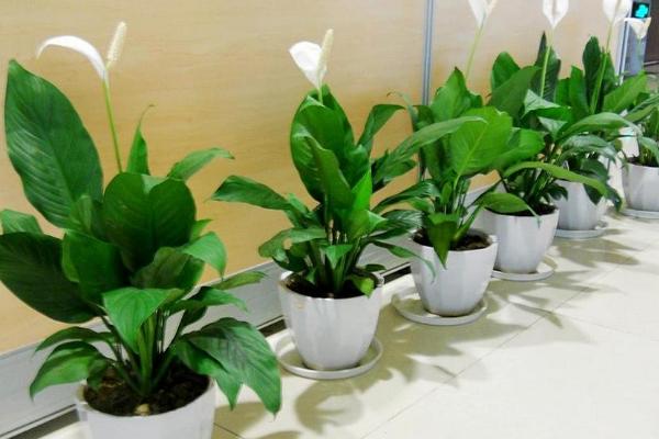 白掌怎么養 白掌養殖方法與注意事項