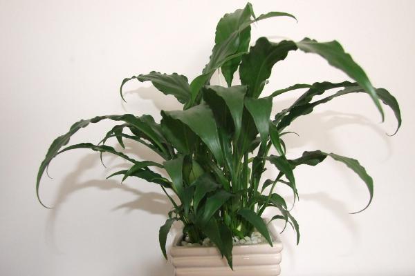 白掌怎么養 白掌養殖方法與注意事項