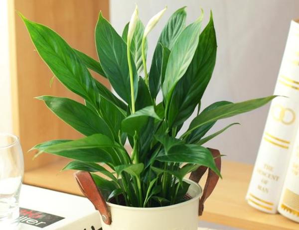 白掌怎么養 白掌養殖方法與注意事項