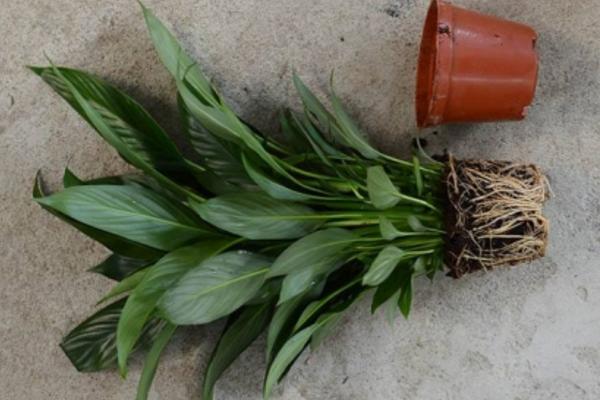 白掌怎么養 白掌養殖方法與注意事項