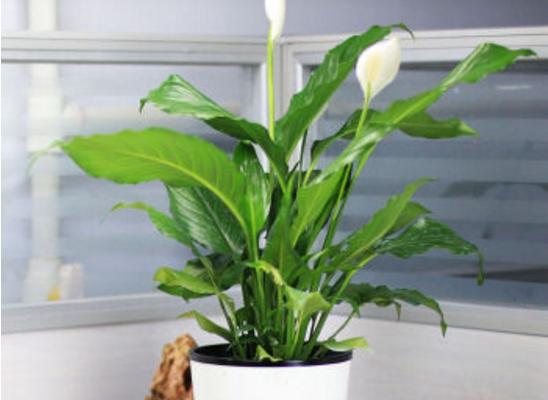 白掌怎么養 白掌養殖方法與注意事項