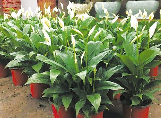 白掌怎么養 白掌養殖方法與注意事項