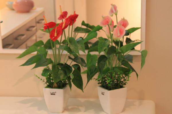 紅掌市場價格多少錢一盆 常見的紅掌盆栽品種