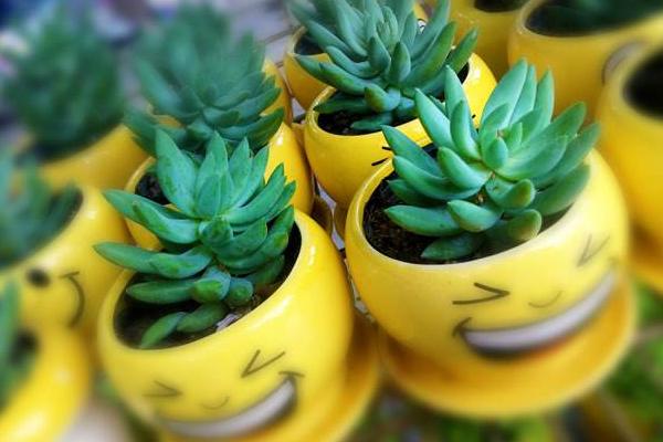 家里養多肉會影響風水嗎 家里養哪幾種多肉旺財