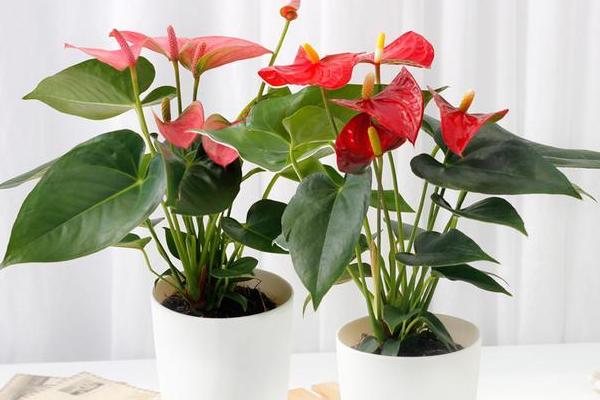 紅掌葉子發(fā)黃的原因及解決方法 紅掌葉子邊緣干枯怎么辦